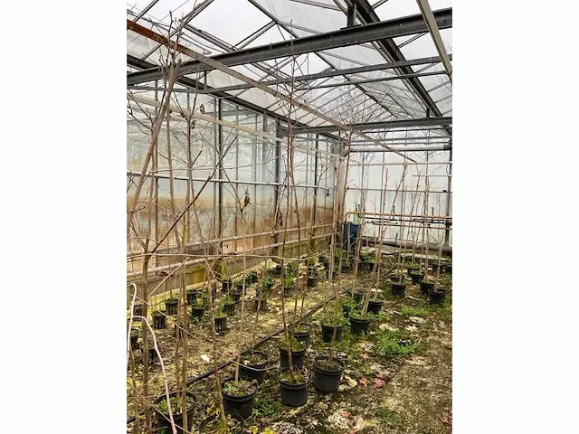 Kweekpeer (5x) - afbeelding 6 van  8