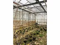 Kweekpeer (5x) - afbeelding 7 van  8