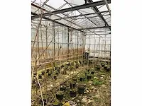 Kweekpeer (5x) - afbeelding 8 van  8