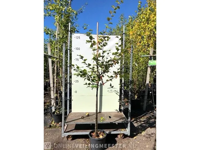 Kweepeer cydonia 'champion', halfstam, , 150-200 cm hoog - afbeelding 1 van  2