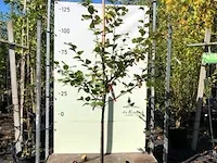Kweepeer cydonia 'champion', halfstam, , 150-200 cm hoog - afbeelding 1 van  2