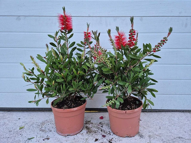 Lampepoetser - callistemon 'splendens' - lentebloeier - hoogte ca. 50 cm (2x) - afbeelding 1 van  3
