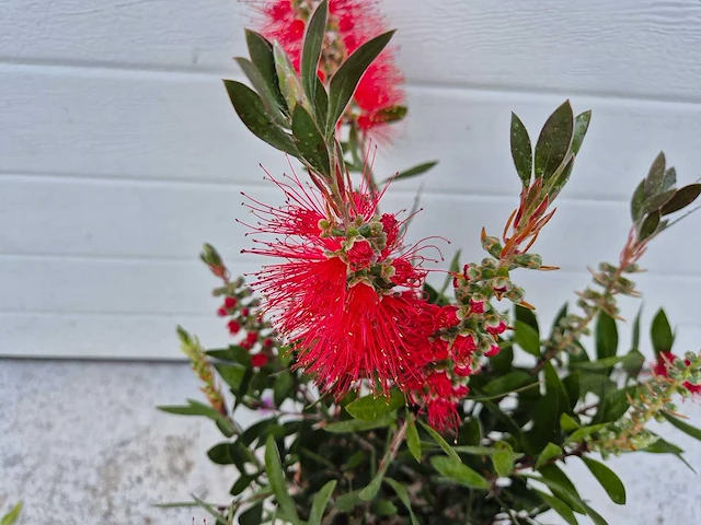 Lampepoetser - callistemon 'splendens' - lentebloeier - hoogte ca. 50 cm (2x) - afbeelding 2 van  3