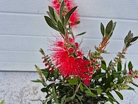 Lampepoetser - callistemon 'splendens' - lentebloeier - hoogte ca. 50 cm (2x) - afbeelding 2 van  3