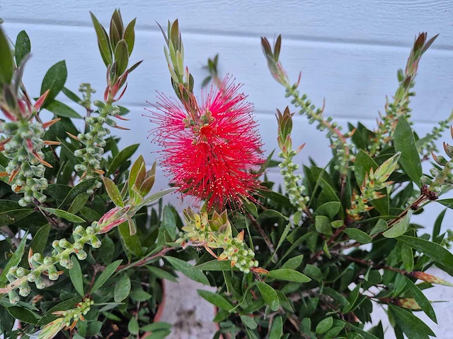 Lampepoetser - callistemon 'splendens' - lentebloeier - hoogte ca. 50 cm (2x) - afbeelding 3 van  3