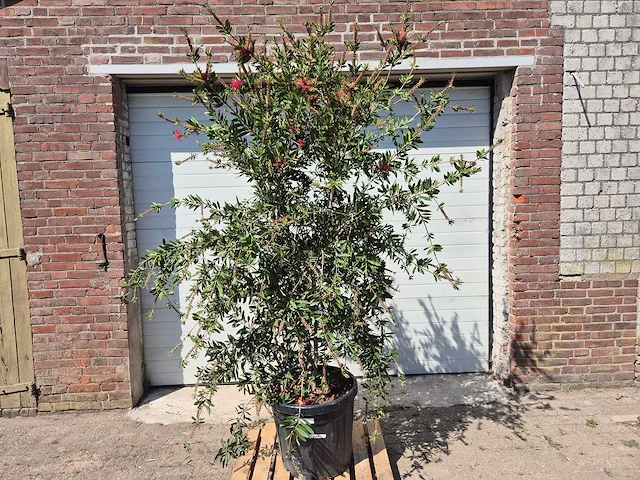 Lampepoetser xl - callistemon citrinus - lentebloeier - hoogte ca. 220 cm - afbeelding 1 van  4