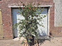 Lampepoetser xl - callistemon citrinus - lentebloeier - hoogte ca. 220 cm - afbeelding 1 van  4
