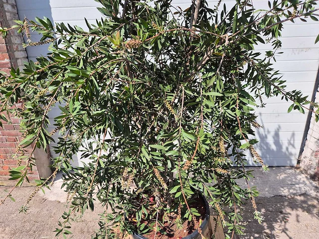 Lampepoetser xl - callistemon citrinus - lentebloeier - hoogte ca. 220 cm - afbeelding 2 van  4