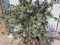 Lampepoetser xl - callistemon citrinus - lentebloeier - hoogte ca. 220 cm - afbeelding 2 van  4