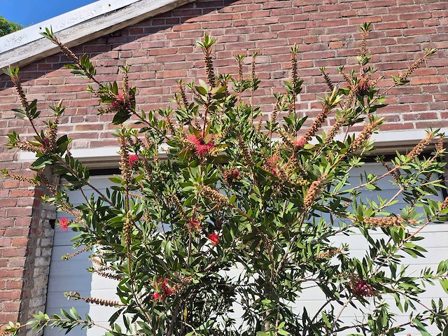 Lampepoetser xl - callistemon citrinus - lentebloeier - hoogte ca. 220 cm - afbeelding 3 van  4