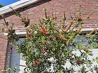 Lampepoetser xl - callistemon citrinus - lentebloeier - hoogte ca. 220 cm - afbeelding 3 van  4