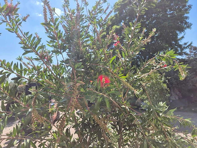 Lampepoetser xl - callistemon citrinus - lentebloeier - hoogte ca. 220 cm - afbeelding 4 van  4