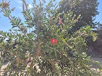 Lampepoetser xl - callistemon citrinus - lentebloeier - hoogte ca. 220 cm - afbeelding 4 van  4