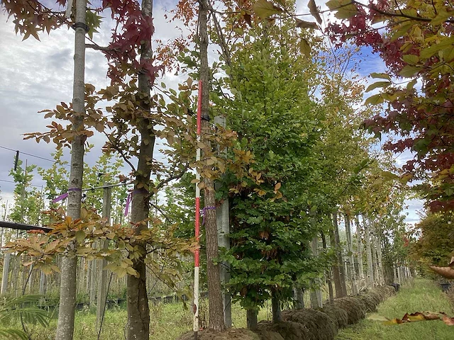 Lampionboom - sierboom (2x) - afbeelding 1 van  4