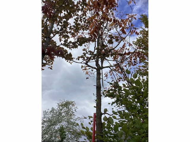 Lampionboom - sierboom (2x) - afbeelding 2 van  4