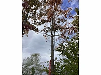 Lampionboom - sierboom (2x) - afbeelding 2 van  4