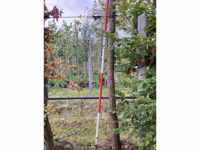 Lampionboom - sierboom (2x) - afbeelding 4 van  4