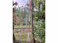Lampionboom - sierboom (2x) - afbeelding 4 van  4