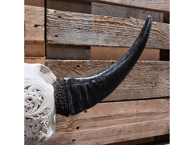 Large hand gegraveerde buffalo schedel, 2024 - afbeelding 9 van  11