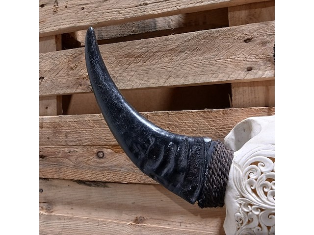 Large hand gegraveerde buffalo schedel, 2024 - afbeelding 11 van  11