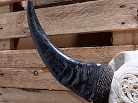 Large hand gegraveerde buffalo schedel, 2024 - afbeelding 11 van  11
