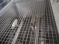 Laska - afbeelding 9 van  14