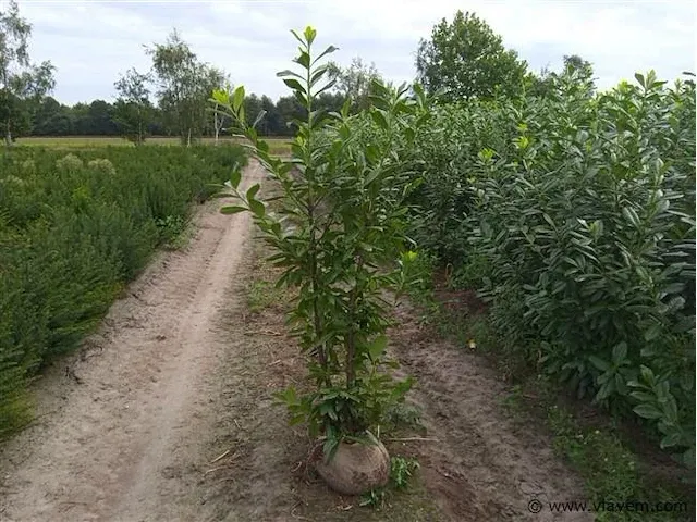 Laurier prunus laurocerasus 'novita' 150-175 30x - afbeelding 1 van  1