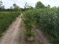 Laurier prunus laurocerasus 'novita' 150-175 30x - afbeelding 1 van  1