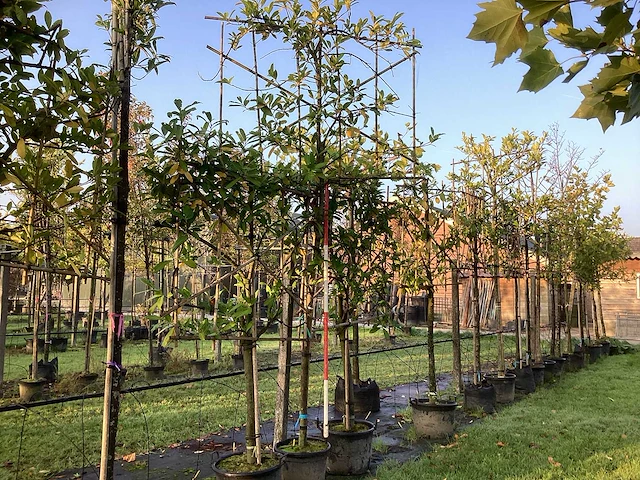 Laurierkers - leibomen (2x) - afbeelding 1 van  3