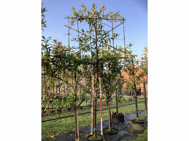 Laurierkers - leibomen (2x) - afbeelding 2 van  3
