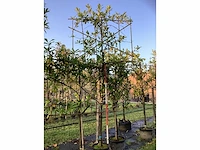 Laurierkers - leibomen (2x) - afbeelding 2 van  3