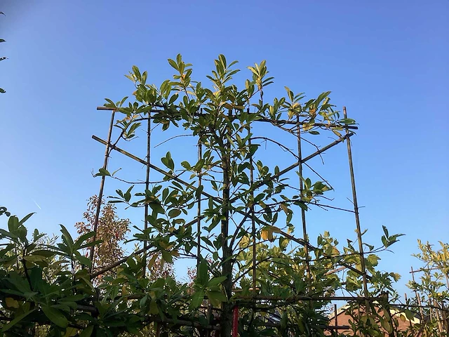Laurierkers - leibomen (2x) - afbeelding 3 van  3