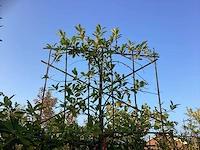 Laurierkers - leibomen (2x) - afbeelding 3 van  3