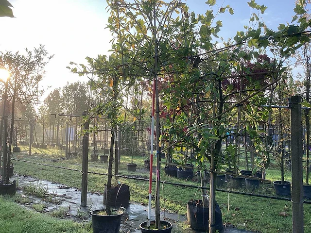 Laurierkers - leibomen (2x) - afbeelding 1 van  3