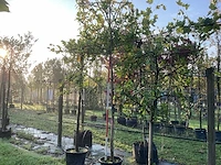 Laurierkers - leibomen (2x) - afbeelding 1 van  3