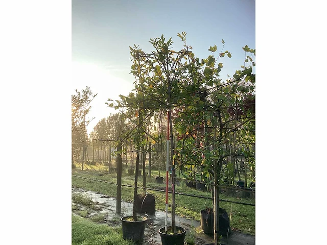 Laurierkers - leibomen (2x) - afbeelding 2 van  3