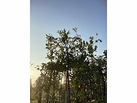 Laurierkers - leibomen (2x) - afbeelding 3 van  3