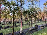 Laurierkers - leibomen (2x) - afbeelding 1 van  3