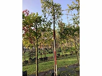 Laurierkers - leibomen (2x) - afbeelding 2 van  3