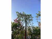 Laurierkers - leibomen (2x) - afbeelding 3 van  3