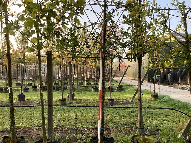 Laurierkers - leibomen (3x) - afbeelding 1 van  3