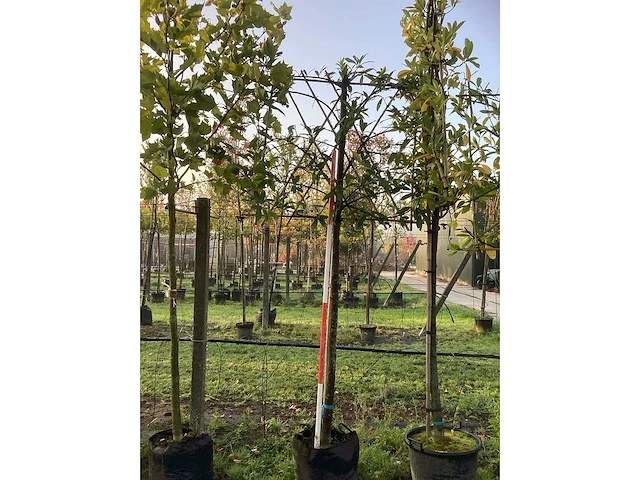 Laurierkers - leibomen (3x) - afbeelding 2 van  3