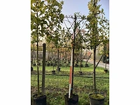 Laurierkers - leibomen (3x) - afbeelding 2 van  3