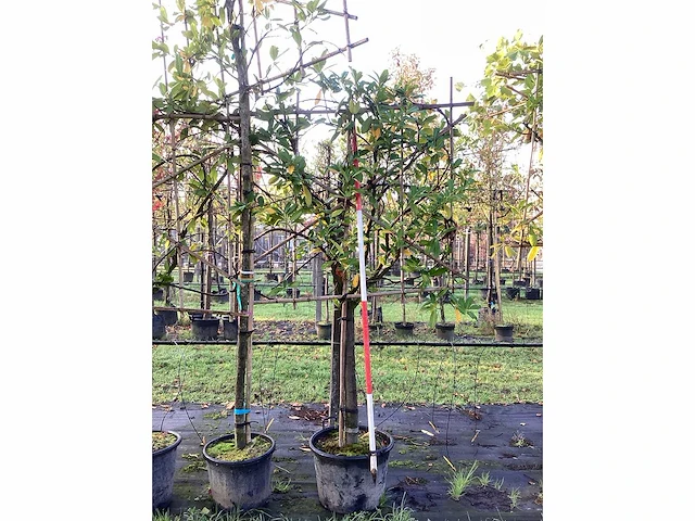 Laurierkers - leibomen (3x) - afbeelding 2 van  2
