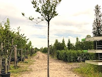 Laurierkers prunus laurocerasus, wintergroen, ca. 3 m hoog - afbeelding 1 van  1