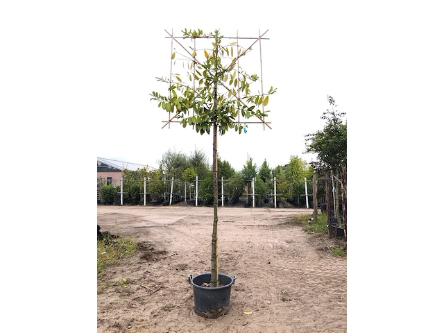 Laurierkers prunus 'novita', leiboom, wintergroen, ca. 200 cm stamhoogte - afbeelding 1 van  1
