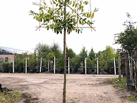 Laurierkers prunus 'novita', leiboom, wintergroen, ca. 200 cm stamhoogte - afbeelding 1 van  1
