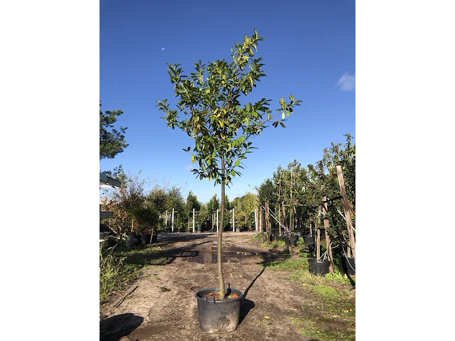 Laurierkers prunus 'novita', leigeschikt, wintergroen, ca. 4 m hoog - afbeelding 1 van  1