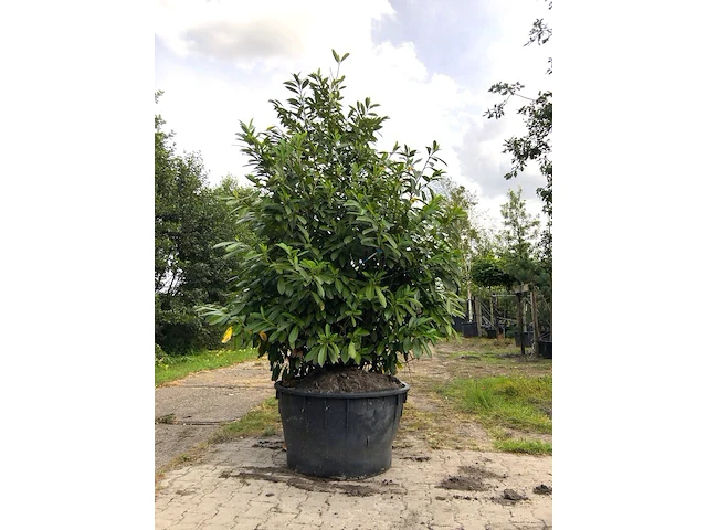 Laurierkers prunus 'novita', solitair, wintergroen, ca. 250 cm hoog - afbeelding 1 van  1