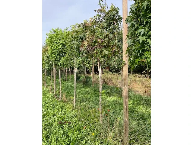 Lei amberboom (2x) - afbeelding 2 van  4